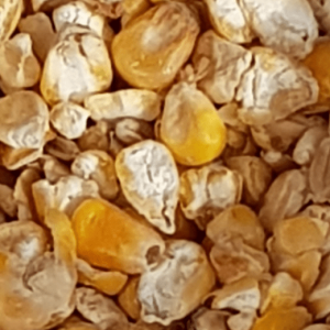 Corn-4