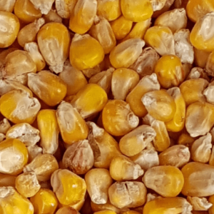 Maíz-2